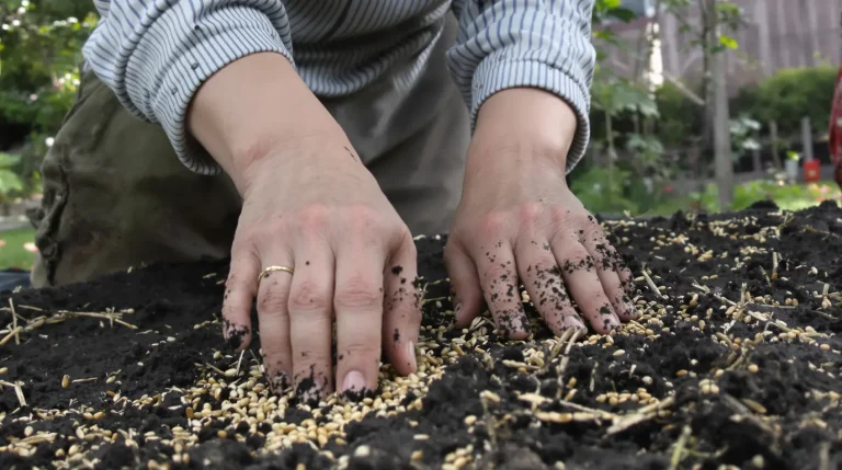 Il ne vous reste que quelques jours pour semer ces deux légumes au potager : après avril, la récolte sera décevante